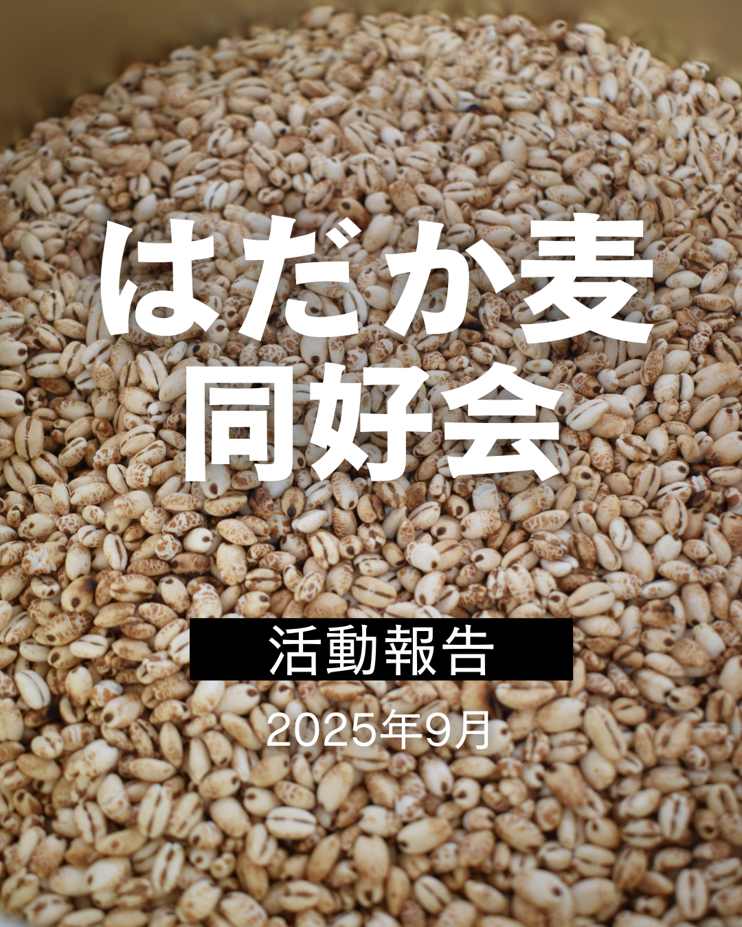 はだか麦同好会 活動報告🌾